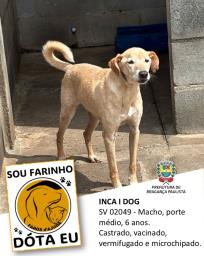 Confira os animais que estão esperando um novo lar no Canil Municipal (10)