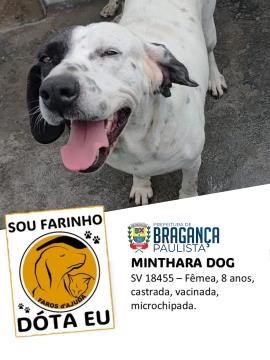 Cães e gatos aguardam por adoção no Abrigo Municipal Foto 09