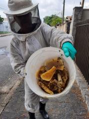 Prefeitura e parceiros criam Plano de Manejo de Abelhas