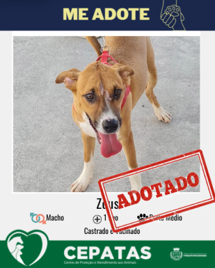 Adotado (3)
