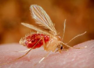 Ações contra mosquitos