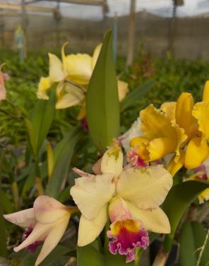 WhatsApp Image 2026-02-04 at 14.40.52