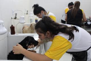 cepatas voluntários