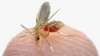 Ações contra mosquitos