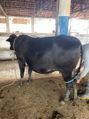 WhatsApp Image 2025-07-17 at 13.05.15