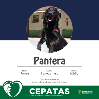 Pantera-01