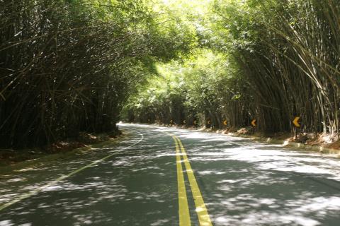 Túnel de Bambu - Crédito Rodrigo Marques