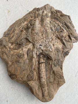 Museu de Paleontologia recebe lote de fósseis com 115 milhões de anos