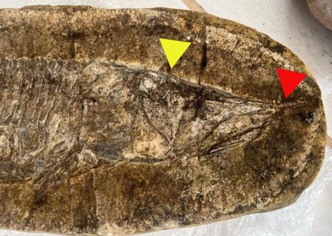 WhatsApp Image 2026-03-02 at 10.11.49