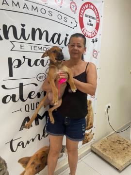 Cem animais foram vacinados contra a raiva neste final de semana