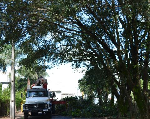 Município tem 3700 árvores em áreas públicas