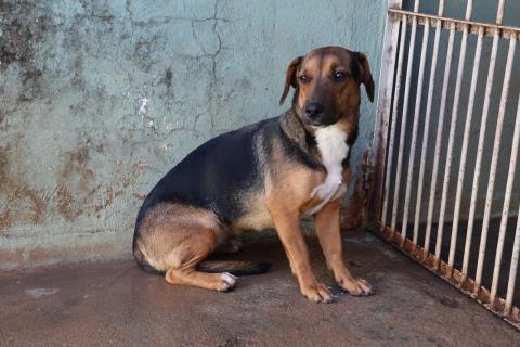 Campanha “Castra+São Paulo” acontece em Fernandópolis no dia 20