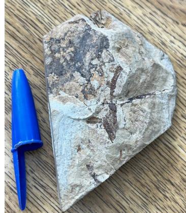 Museu de Paleontologia recebe fóssil de 545 milhões de anos