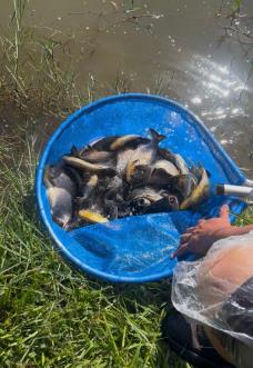 Pacu Gigante