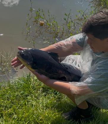 Pacus de grande porte aumentam expectativa para o 2º Festival de Pesca na Represa