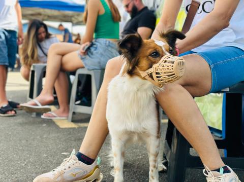 Mutirão de castração está com inscrições abertas