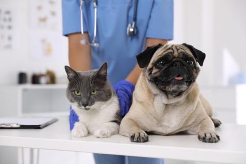 Atendimento veterinário gratuito: Itupeva passa a contar com Clínica Veterinária Móvel