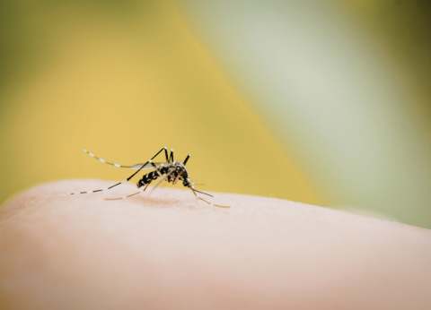 Itupeva reduz casos de dengue e registra menores números dos últimos seis anos