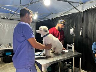 Prefeitura prepara novo mutirão de castração. Inscrições começam na segunda (7)