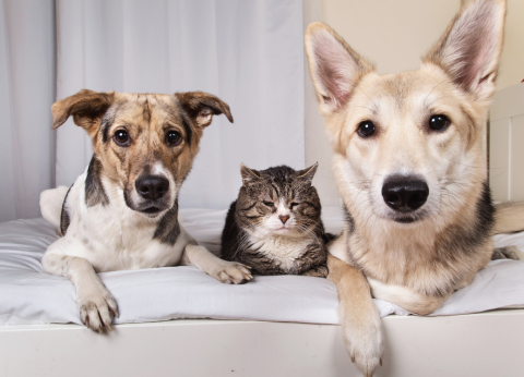 Agendamentos abertos para vacinação antirrábica em abril