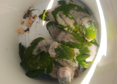 Departamento de Fauna e Bem-Estar Animal de Itupeva intensifica ações de orientação e fiscalização