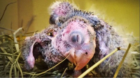 Prefeitura orienta população sobre retirada ilegal de ninhos e filhotes de aves silvestres