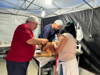 Prefeitura prepara novo mutirão de castração. Inscrições começam na segunda (2)