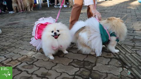14ª Cãominhada (3)