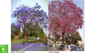 Arborização Urbana 03