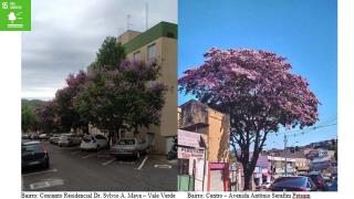 Arborização Urbana 04