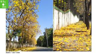 Arborização Urbana 05