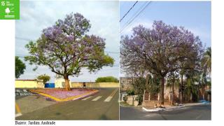 Arborização Urbana 06