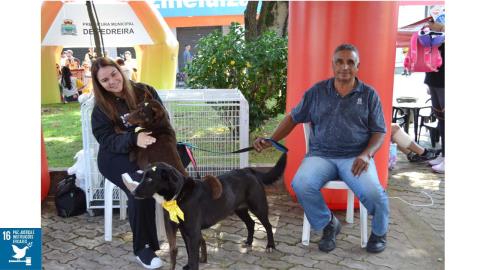 Domingo Amarelo 08