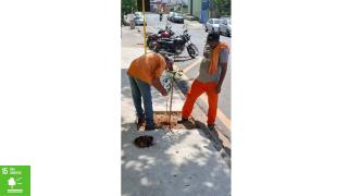 Arborização Urbana 07