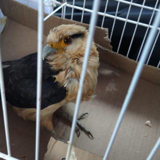 resgate de animais silvestres 1