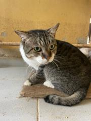 GATÔ