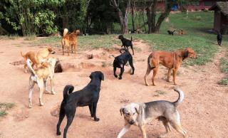 zoonoses (6)