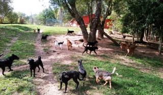 zoonoses (2)