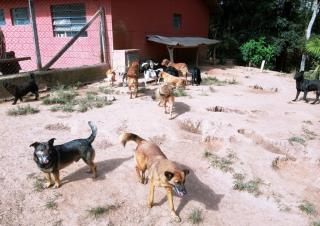 zoonoses (4)
