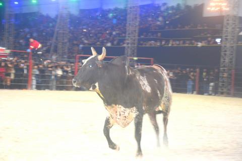 DSC_4463